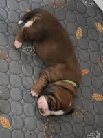 Beautiful Basset Hound Female, a female Basset Hound for sale in Deltona, FL – 6 of 8