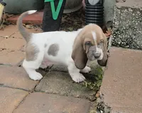 💙 Taking Deposits! Male Basset Hound, a male Basset Hound for sale in Deltona, FL – 4 of 10