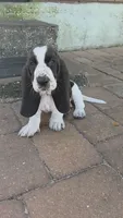 🩷 10/23 HOME Don't miss out!, a female Basset Hound for sale in Deltona, FL – 2 of 9