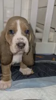 Beautiful Female Basset Hound, a female Basset Hound for sale in Deltona, FL – 2 of 7