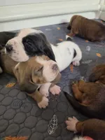 Black & White Female 10/22, a female Basset Hound for sale in Deltona, FL – 10 of 10