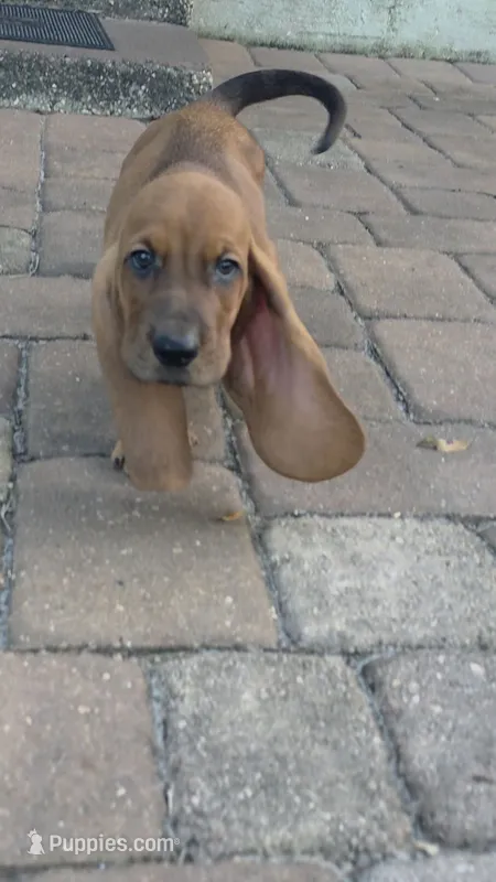 💙!  READY THIS WEEK! Male – Basset Hound puppy for sale in Deltona, FL