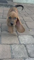 💙!  READY THIS WEEK! Male, a male Basset Hound for sale in Deltona, FL – 1 of 10