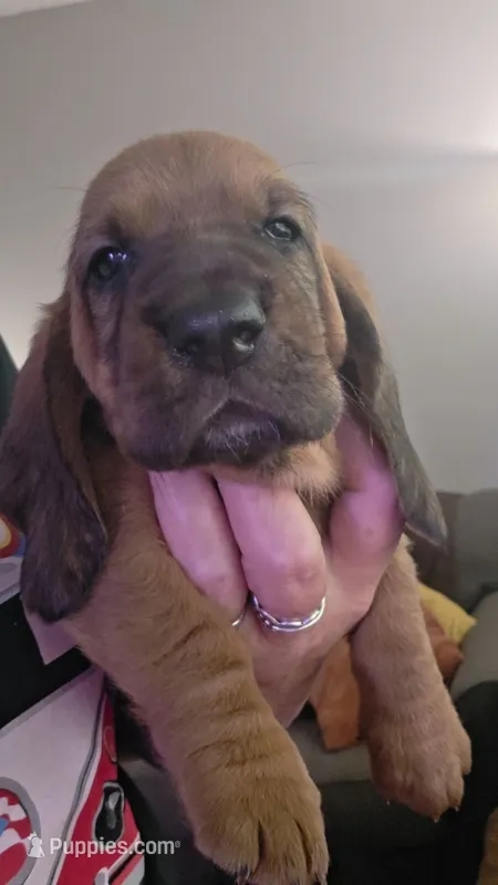 SUPER SWEET! Female Basset- yellow collar – Basset Hound puppy for sale in Deltona, FL