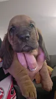 SUPER SWEET! Female Basset- yellow collar, a female Basset Hound for sale in Deltona, FL – 1 of 5