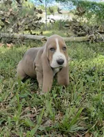 🩷🩷READY THIS WEEK Sweet as Honey!, a female Basset Hound for sale in Deltona, FL – 2 of 10