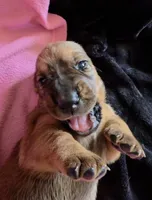 SUPER SWEET! Female Basset- yellow collar, a female Basset Hound for sale in Deltona, FL – 5 of 5