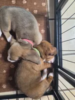Beautiful Girl Basset Hound Female, a female Basset Hound for sale in Deltona, FL – 8 of 10