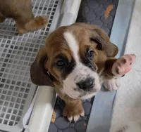 Beautiful Girl Basset Hound Female, a female Basset Hound for sale in Deltona, FL – 9 of 10