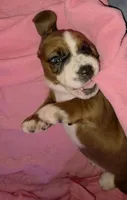 Beautiful Basset Hound Female, a female Basset Hound for sale in Deltona, FL – 3 of 8
