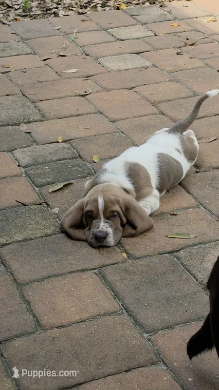 💙 READY TODAY Basset Hound – Basset Hound puppy for sale in Deltona, FL