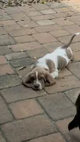💙 Ready 10/23! Male Basset Hound, a male Basset Hound for sale in Deltona, FL – 2 of 10