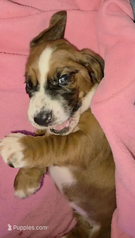 Beautiful Basset Hound Female – Basset Hound puppy for sale in Deltona, FL