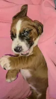 Beautiful Basset Hound Female, a female Basset Hound for sale in Deltona, FL – 1 of 8
