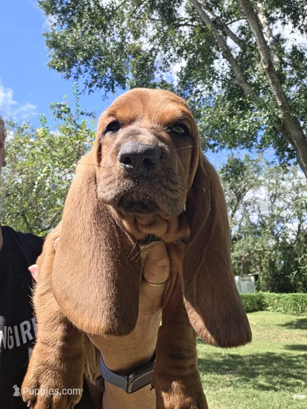 💙!  READY NEXT WEEK! Male – Basset Hound puppy for sale in Deltona, FL