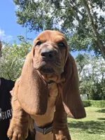 💙!  READY NEXT WEEK! Male, a male Basset Hound for sale in Deltona, FL – 1 of 10