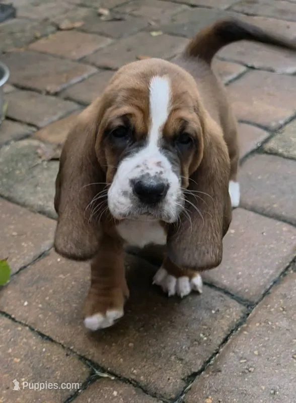 🩷Spunky Beautiful Girl Basset Hound Female – Basset Hound puppy for sale in Deltona, FL