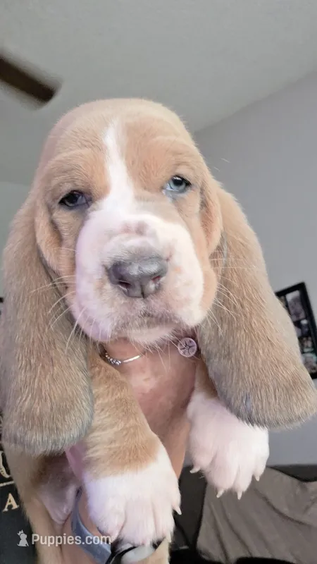 Beautiful Female Basset Hound – Basset Hound puppy for sale in Deltona, FL