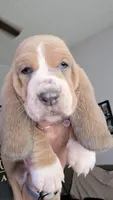 Beautiful Female Basset Hound, a female Basset Hound for sale in Deltona, FL – 1 of 7