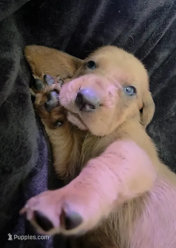 Adorable Brown/Tan Male Basset Hound – Basset Hound puppy for sale in Deltona, FL