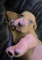 Adorable Brown/Tan Male Basset Hound, a male Basset Hound for sale in Deltona, FL – 1 of 8
