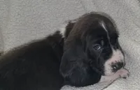 Black & white male Basset Handsome Boy!, a male Basset Hound for sale in Deltona, FL – 3 of 8