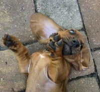 💙!  READY NEXT WEEK! Male, a male Basset Hound for sale in Deltona, FL – 4 of 10