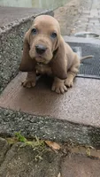 Isnt He Lovely! Brown/Tan Male Basset Hound, a male Basset Hound for sale in Deltona, FL – 2 of 10