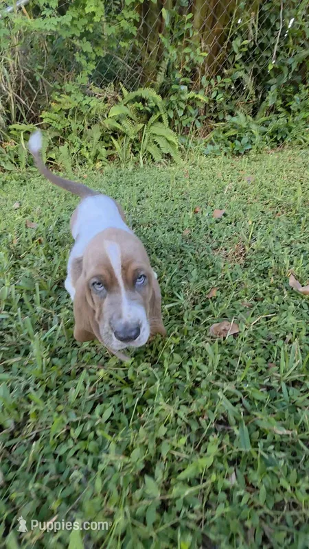 💙 Ready 10/23! Male Basset Hound – Basset Hound puppy for sale in Deltona, FL