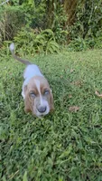 💙 Ready 10/23! Male Basset Hound, a male Basset Hound for sale in Deltona, FL – 1 of 10