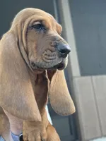 💙!  GORGEOUS READY NOW!, a male Basset Hound for sale in Deltona, FL – 2 of 10
