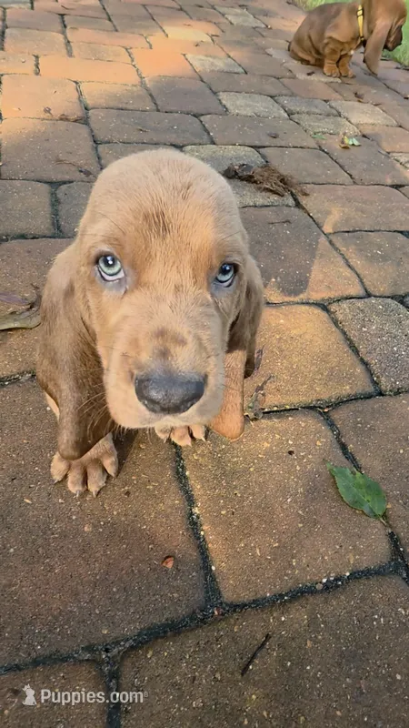 💙10/22 Mr. Bright Eyes!  Tan Male Basset Hound – Basset Hound puppy for sale in Deltona, FL