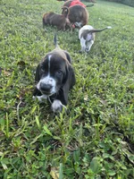 💙 READY 10/23. LOYAL BOY! LIKES TO BE NEXT TO YOU, a male Basset Hound for sale in Deltona, FL – 10 of 10