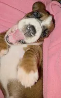Beautiful Basset Hound Female, a female Basset Hound for sale in Deltona, FL – 4 of 8
