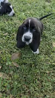 💙 READY 10/23. LOYAL BOY! LIKES TO BE NEXT TO YOU, a male Basset Hound for sale in Deltona, FL – 2 of 10