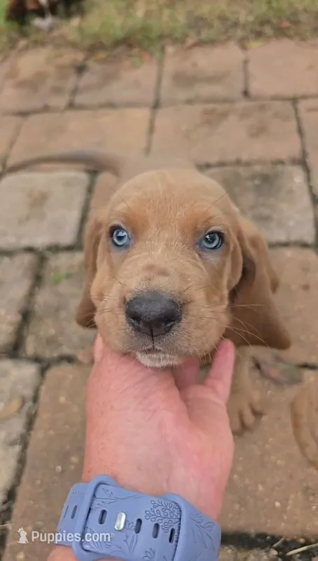 💙10/22 Mr. Bright Eyes!  Tan Male Basset Hound – Basset Hound puppy for sale in Deltona, FL