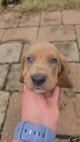 💙10/22 EARS Eyes & Snuggles!  Tan Male, a male Basset Hound for sale in Deltona, FL – 4 of 10