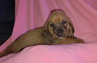 SUPER SWEET! Female Basset- yellow collar, a female Basset Hound for sale in Deltona, FL – 2 of 5