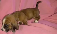 Beautiful Basset Hound Female, a female Basset Hound for sale in Deltona, FL – 5 of 8