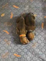 MALE Basset! Biggest in the litter., a male Basset Hound for sale in Deltona, FL – 6 of 8