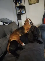 MALE Basset! Biggest in the litter., a male Basset Hound for sale in Deltona, FL – 7 of 8