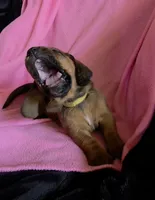 SUPER SWEET! Female Basset- yellow collar, a female Basset Hound for sale in Deltona, FL – 4 of 5