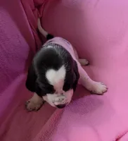 Black & White Female 10/22, a female Basset Hound for sale in Deltona, FL – 3 of 10