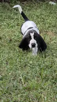 🩷 READY FRECKLED GIRL W/🩷 on her head!, a female Basset Hound for sale in Deltona, FL – 2 of 10