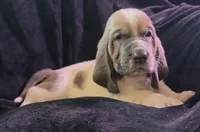 Unique Spotted White and brown- Male Basset Hound, a male Basset Hound for sale in Deltona, FL – 4 of 8