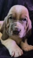Unique Spotted White and brown- Male Basset Hound, a male Basset Hound for sale in Deltona, FL – 2 of 8