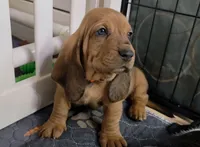 Don't 👁 she'll steal your 🩷 Female Basset Hound, a male Basset Hound for sale in Deltona, FL – 2 of 4