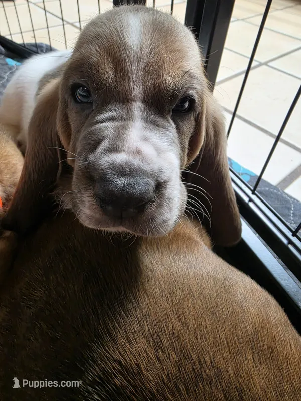 Unique Male Basset Hound – Basset Hound puppy for sale in Deltona, FL