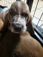 Unique Male Basset Hound, a male Basset Hound for sale in Deltona, FL – 1 of 10