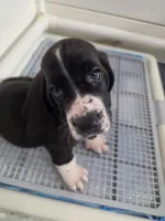 💙 10/22 Beautiful Black Male. Basset hound, a male Basset Hound for sale in Deltona, FL – 2 of 10